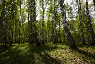 In den russischen Wäldern
