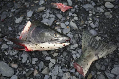 Wo ist denn der Rest geblieben?