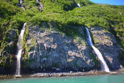 Tausende von Vogel brüten hier - das Gekreische unbeschreiblich