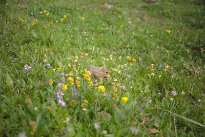 Was versteckt sich da im Gras?